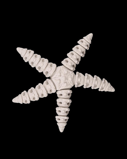 Skeleton Starfish - Deep Sea Collection