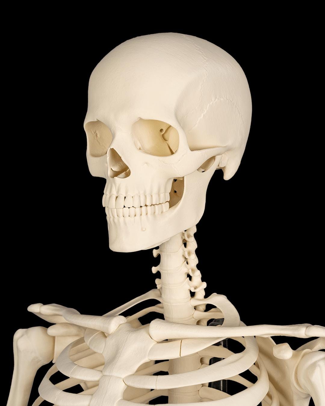 The Human Skeleton Stand Included