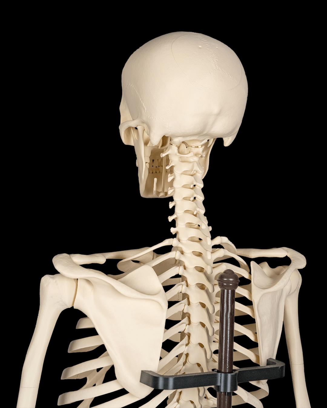 The Human Skeleton Stand Included