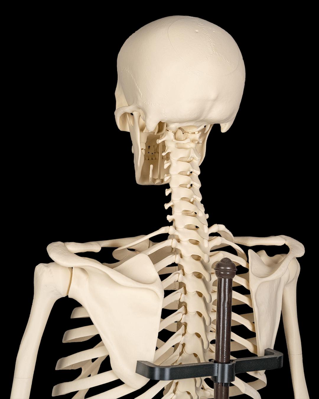 The Human Skeleton Stand Included