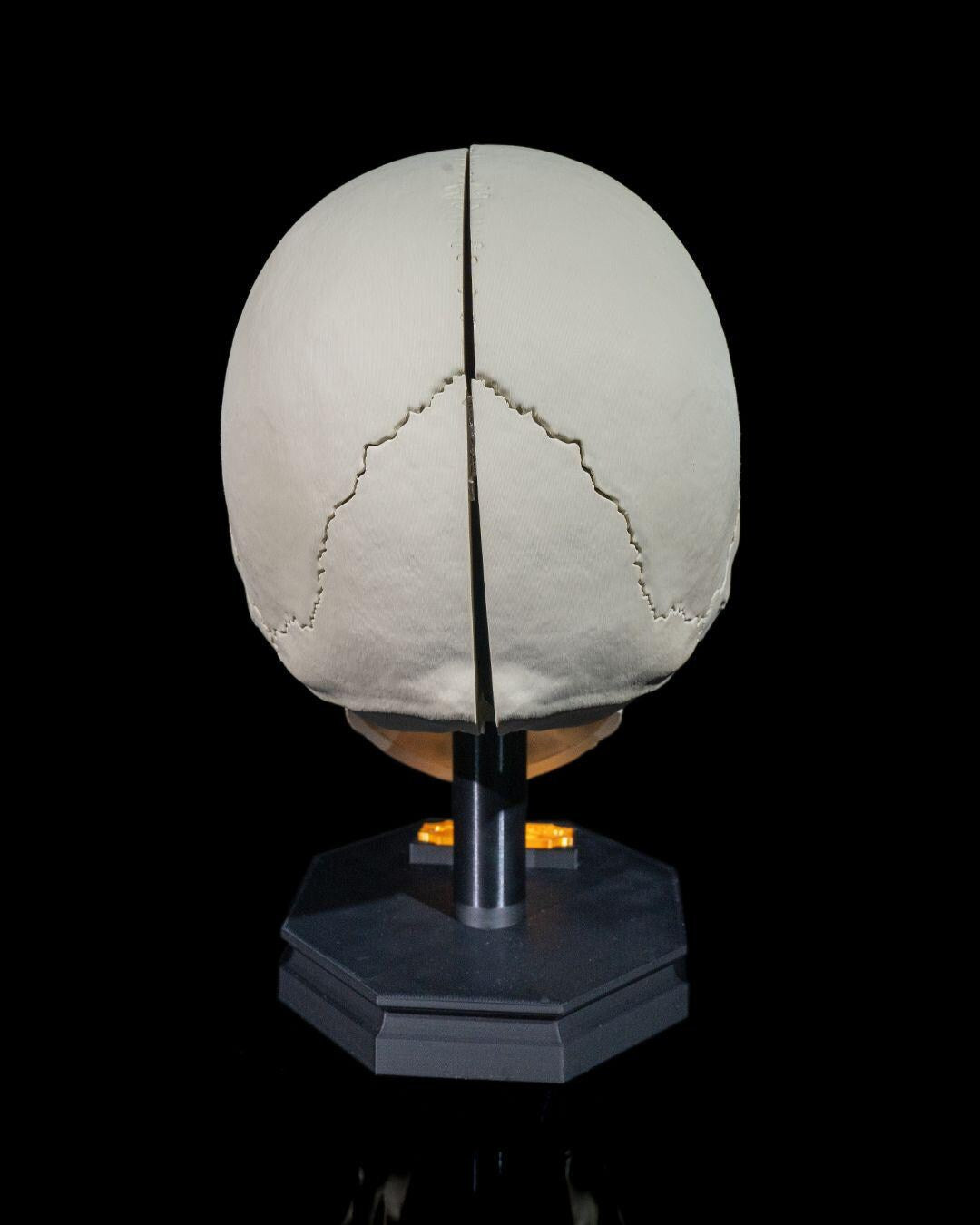 Human Adult Skull Human body Collection