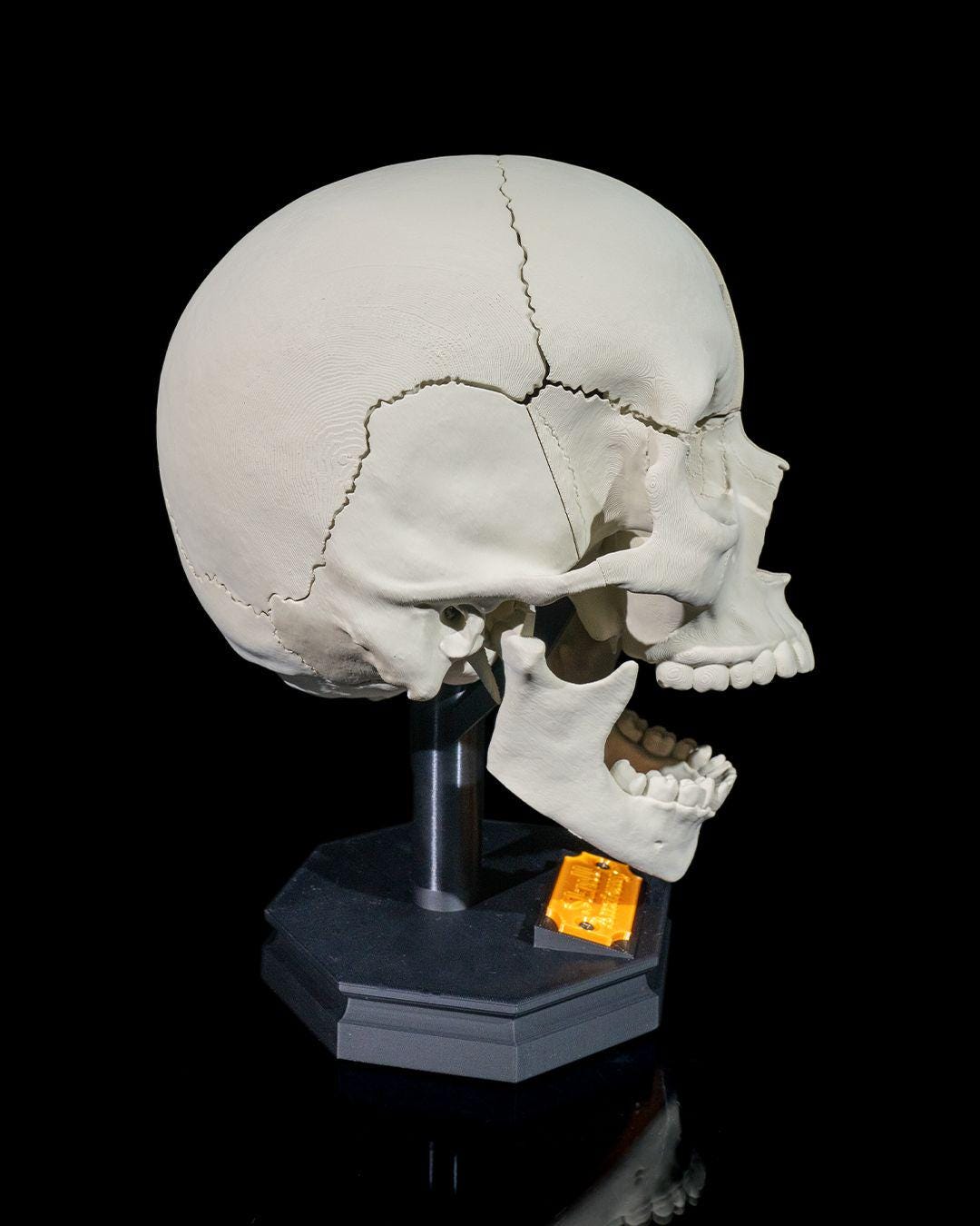 Human Adult Skull Human body Collection