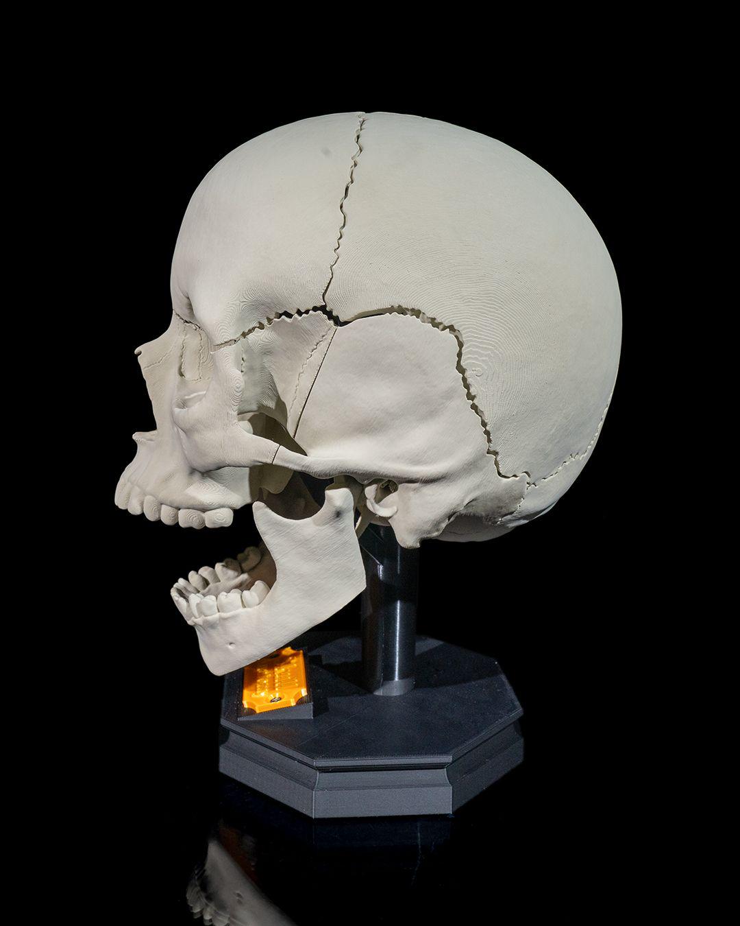Human Adult Skull Human body Collection
