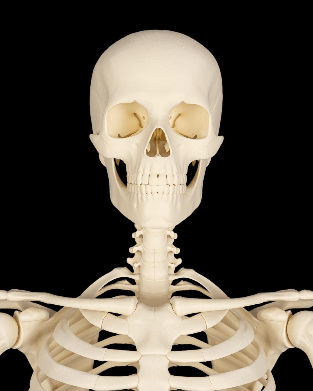 The Human Skeleton Stand Included