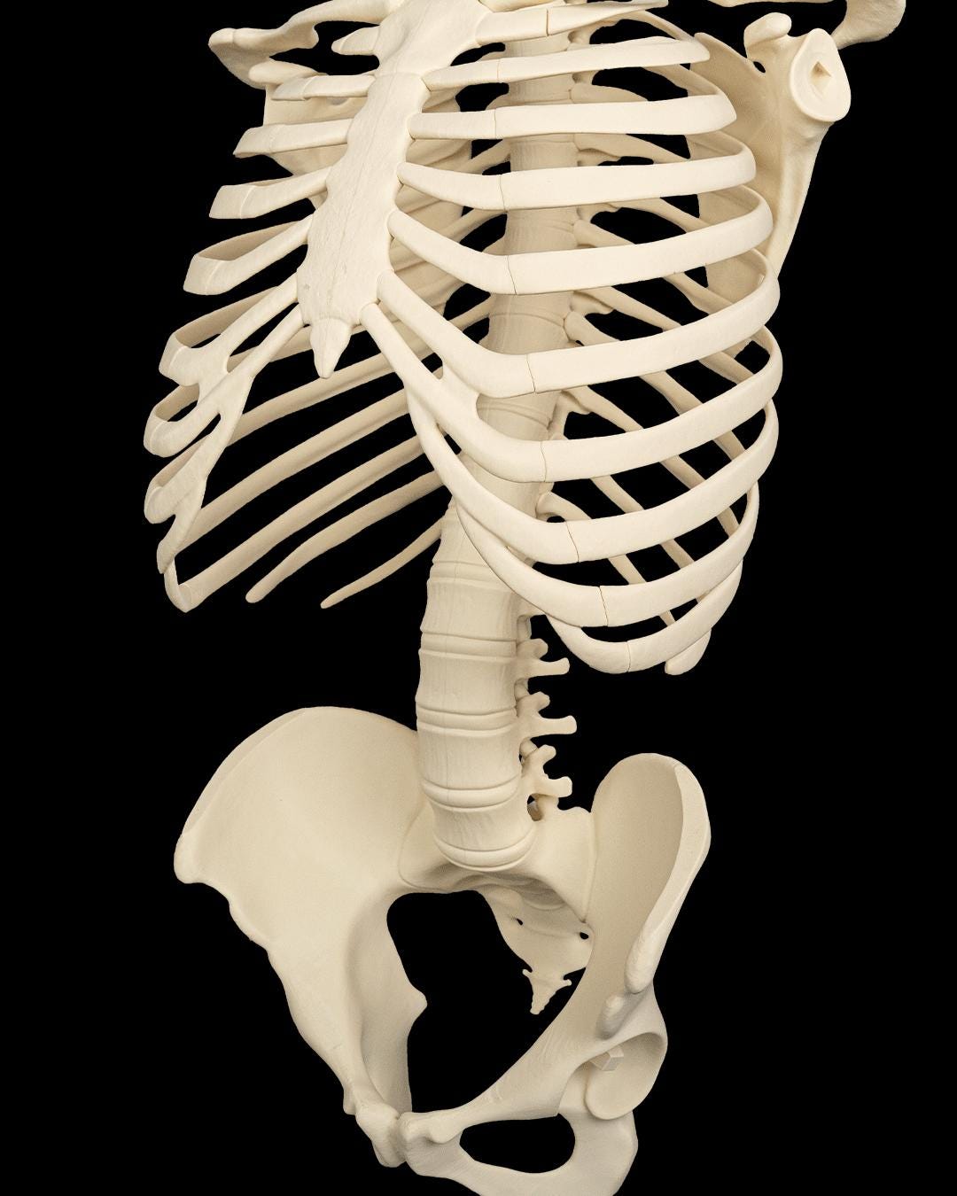 The Human Skeleton Stand Included