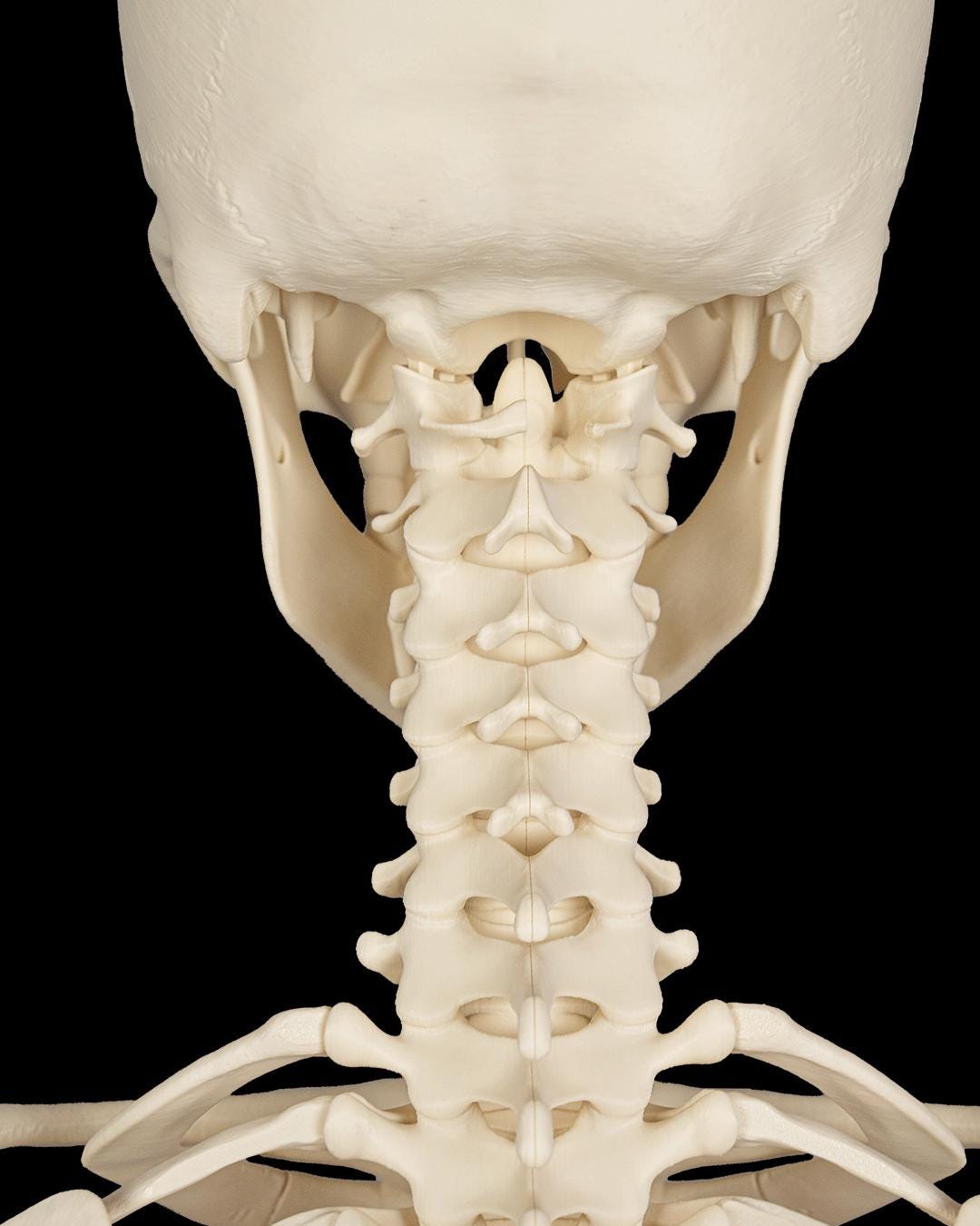 The Human Skeleton Stand Included