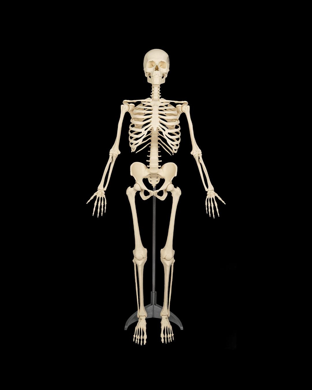 The Human Skeleton Stand Included