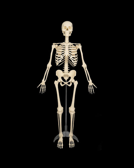The Human Skeleton Stand Included
