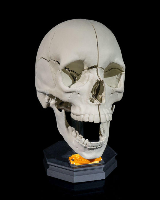 Human Adult Skull Human body Collection